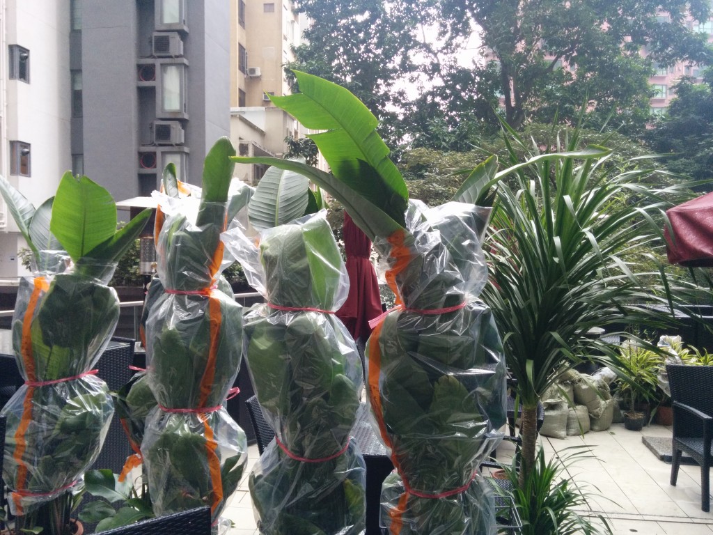 預備種植的蕉樹